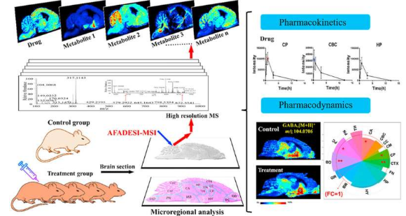 表征大腦微區(qū)藥代動(dòng)力學(xué)和藥效學(xué)的方法