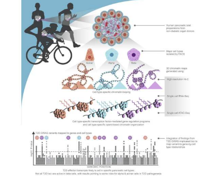 研究人員確定了驅(qū)動 2 型糖尿病風(fēng)險(xiǎn)的多個(gè)因果基因