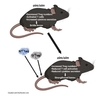 Treg細(xì)胞移植在小鼠模型中證明對治療脆性骨病有效