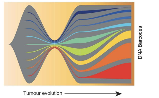 DNA條形碼揭示了癌細胞逃避免疫系統(tǒng)的能力