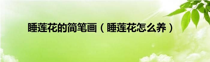 睡蓮花的簡筆畫（睡蓮花怎么養(yǎng)）