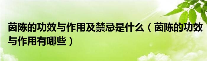 茵陳的功效與作用及禁忌是什么（茵陳的功效與作用有哪些）