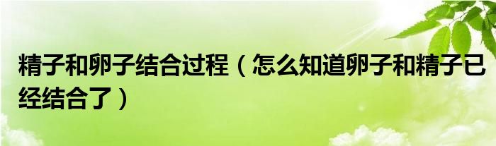 精子和卵子結(jié)合過程（怎么知道卵子和精子已經(jīng)結(jié)合了）