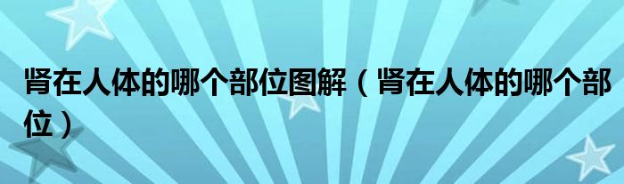 腎在人體的哪個(gè)部位圖解（腎在人體的哪個(gè)部位）