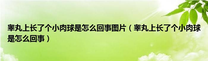 睪丸上長了個小肉球是怎么回事圖片（睪丸上長了個小肉球是怎么回事）