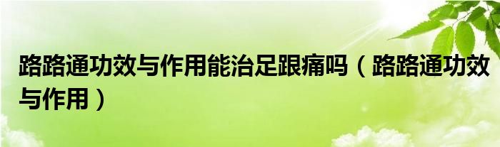 路路通功效與作用能治足跟痛嗎（路路通功效與作用）