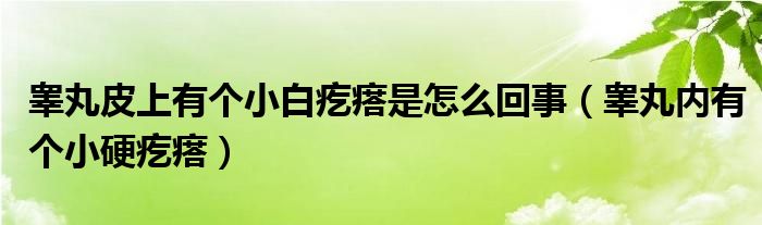 睪丸皮上有個(gè)小白疙瘩是怎么回事（睪丸內(nèi)有個(gè)小硬疙瘩）