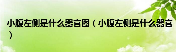 小腹左側(cè)是什么器官圖（小腹左側(cè)是什么器官）