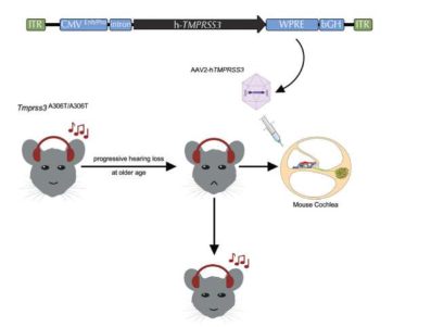 基因療法首次挽救老年小鼠模型的聽(tīng)力