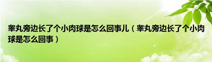 睪丸旁邊長(zhǎng)了個(gè)小肉球是怎么回事兒（睪丸旁邊長(zhǎng)了個(gè)小肉球是怎么回事）