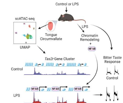 發(fā)現(xiàn)導致苦味扭曲的表觀遺傳機制