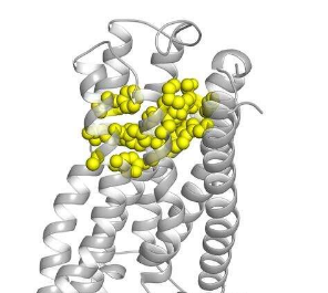 研究表明苦味受體可以作為膽汁酸的內(nèi)源性傳感器