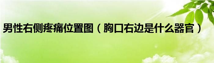 男性右側(cè)疼痛位置圖（胸口右邊是什么器官）