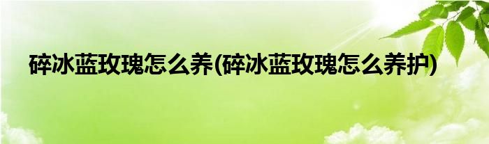 碎冰藍(lán)玫瑰怎么養(yǎng)(碎冰藍(lán)玫瑰怎么養(yǎng)護(hù))