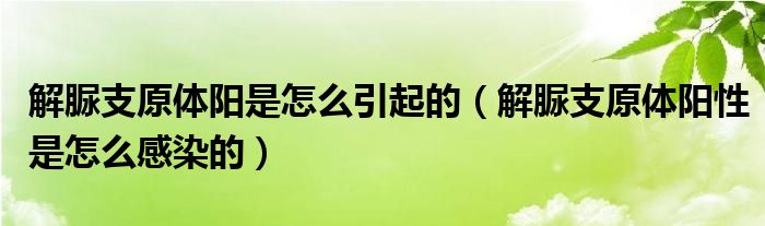 解脲支原體陽是怎么引起的（解脲支原體陽性是怎么感染的）