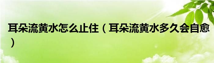 耳朵流黃水怎么止?。ǘ淞鼽S水多久會(huì)自愈）