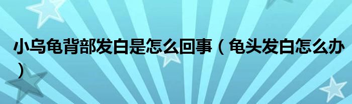 小烏龜背部發(fā)白是怎么回事（龜頭發(fā)白怎么辦）