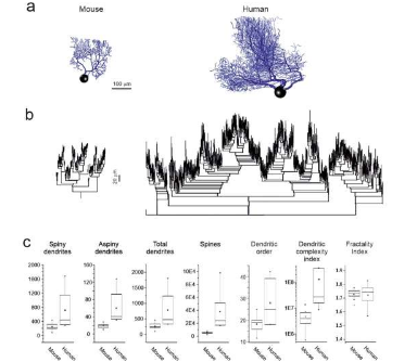 比較人類和小鼠浦肯野細(xì)胞以更好地了解人類大腦的復(fù)雜性
