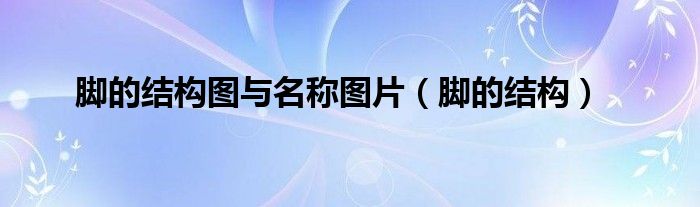 腳的結(jié)構(gòu)圖與名稱圖片（腳的結(jié)構(gòu)）