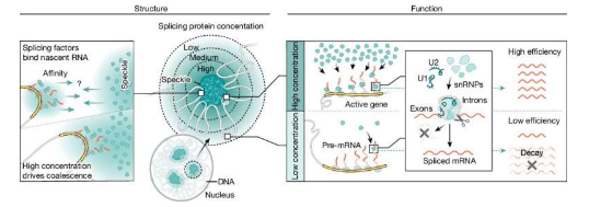 研究表明基因在空間上組織以實(shí)現(xiàn)有效的 mRNA 剪接