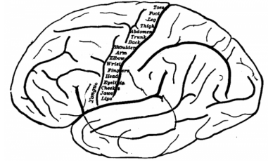 研究人員將基因與運(yùn)動技能發(fā)展聯(lián)系起來