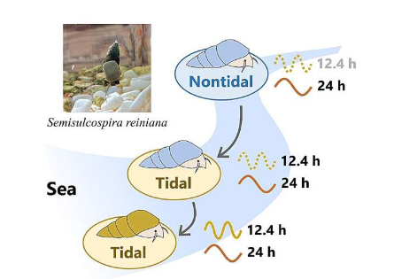 研究人員調(diào)查淡水蝸牛潮汐節(jié)律的起源
