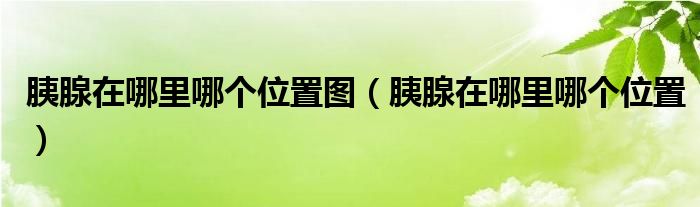 胰腺在哪里哪個(gè)位置圖（胰腺在哪里哪個(gè)位置）