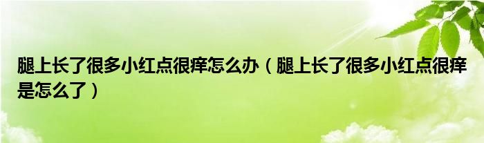 腿上長了很多小紅點(diǎn)很癢怎么辦（腿上長了很多小紅點(diǎn)很癢是怎么了）