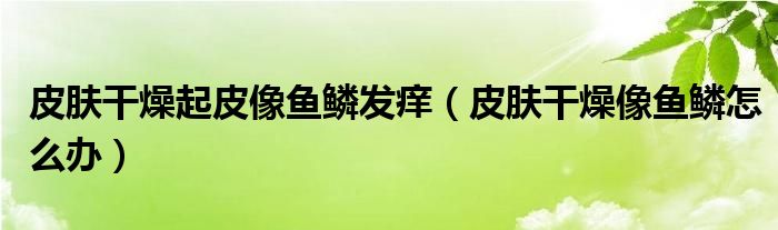 皮膚干燥起皮像魚鱗發(fā)癢（皮膚干燥像魚鱗怎么辦）