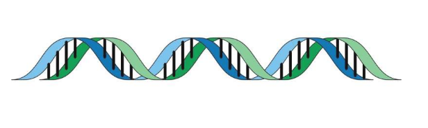 促進(jìn)臨床藥物基因組學(xué) DPYD 基因分型檢測設(shè)計和實施的建議