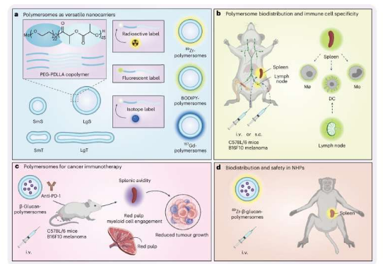 新研究顯示聚合物囊泡在癌癥免疫治療中的潛力