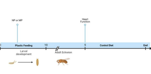 果蠅攝入的微塑料和納米塑料會導致心臟大小和功能發(fā)生變化