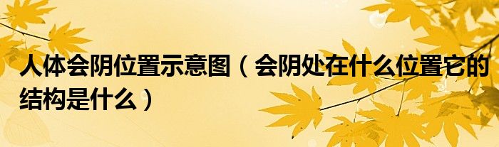 人體會(huì)陰位置示意圖（會(huì)陰處在什么位置它的結(jié)構(gòu)是什么）