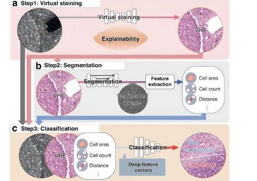 超越傳統(tǒng)病理學 無標記組織學與人工智能相結合