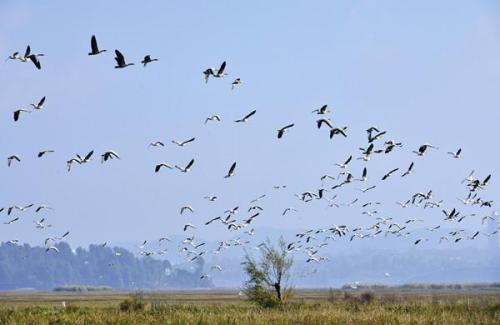 為什么要乘坐雞舍 由于配偶短缺一些鳥類選擇幫助其他人養(yǎng)育后代