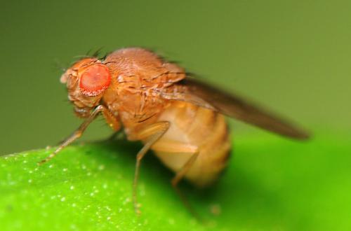 果蠅中改變的微生物組可以推動進化變化