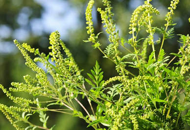 豚草對(duì)患有干草過敏的人不利 但對(duì)于保護(hù)神經(jīng)免受老年癡呆癥的侵害非常重要