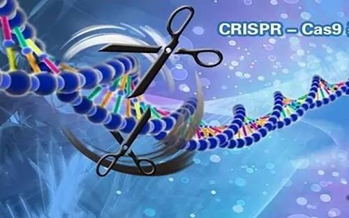 改良的CRISPR基因編輯工具可改善HIV與鐮狀細胞病的治療方法