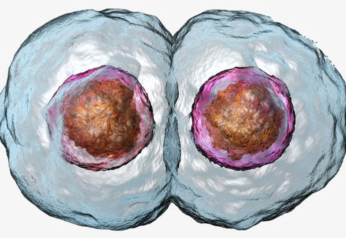 解開癌癥中細(xì)胞分裂的秘密