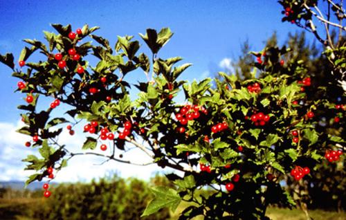 蔓越莓與抗生素聯(lián)合起來對(duì)抗細(xì)菌