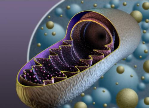 線粒體以其作為細胞發(fā)電廠的作用而聞名