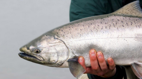 食用不含環(huán)境污染物的高脂肪魚(yú)類(lèi)可幫助降低2型糖尿病的風(fēng)險(xiǎn)